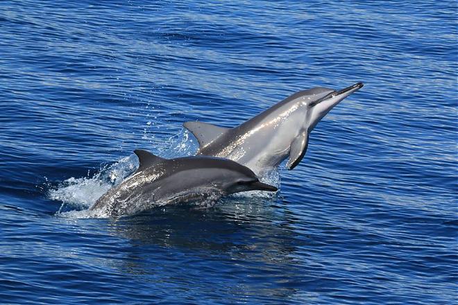 花蓮賞鯨 - 加入鯨豚在太平洋上的追逐嬉戲