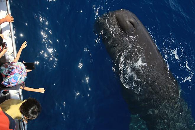 花蓮賞鯨 - 加入鯨豚在太平洋上的追逐嬉戲